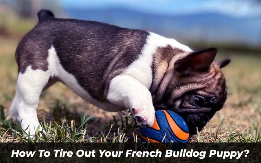 How To Tire Out Your French Bulldog Puppy