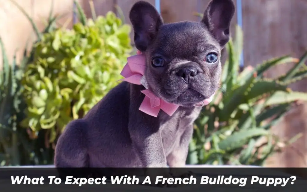What To Expect With A French Bulldog Puppy
