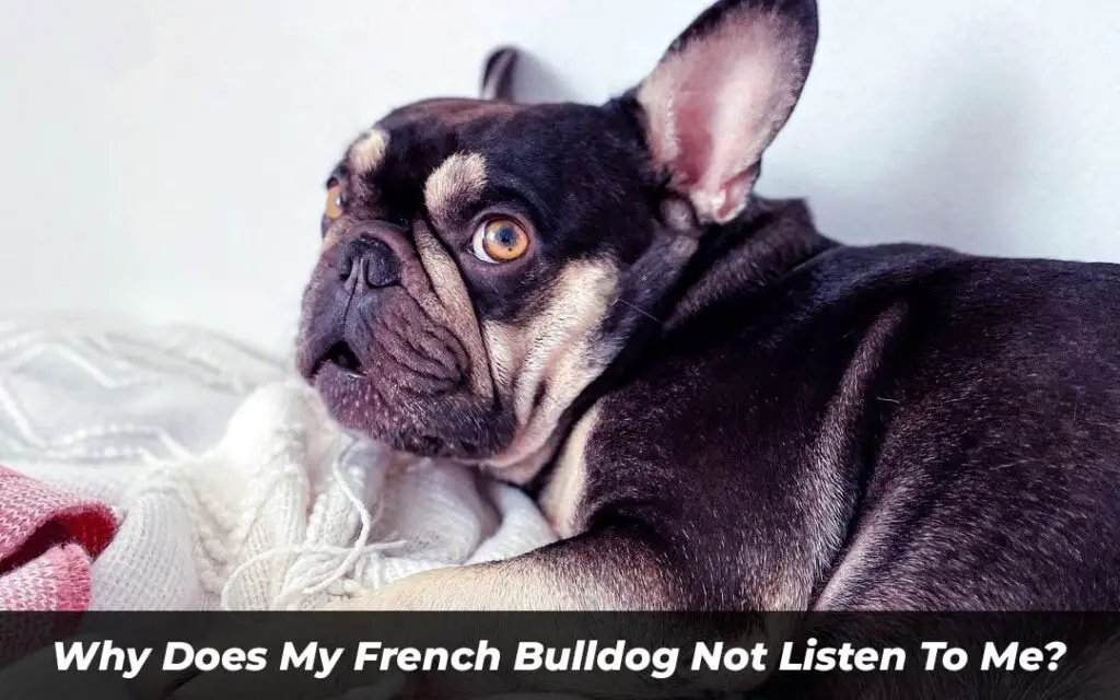 Why Does My French Bulldog Not Listen To Me