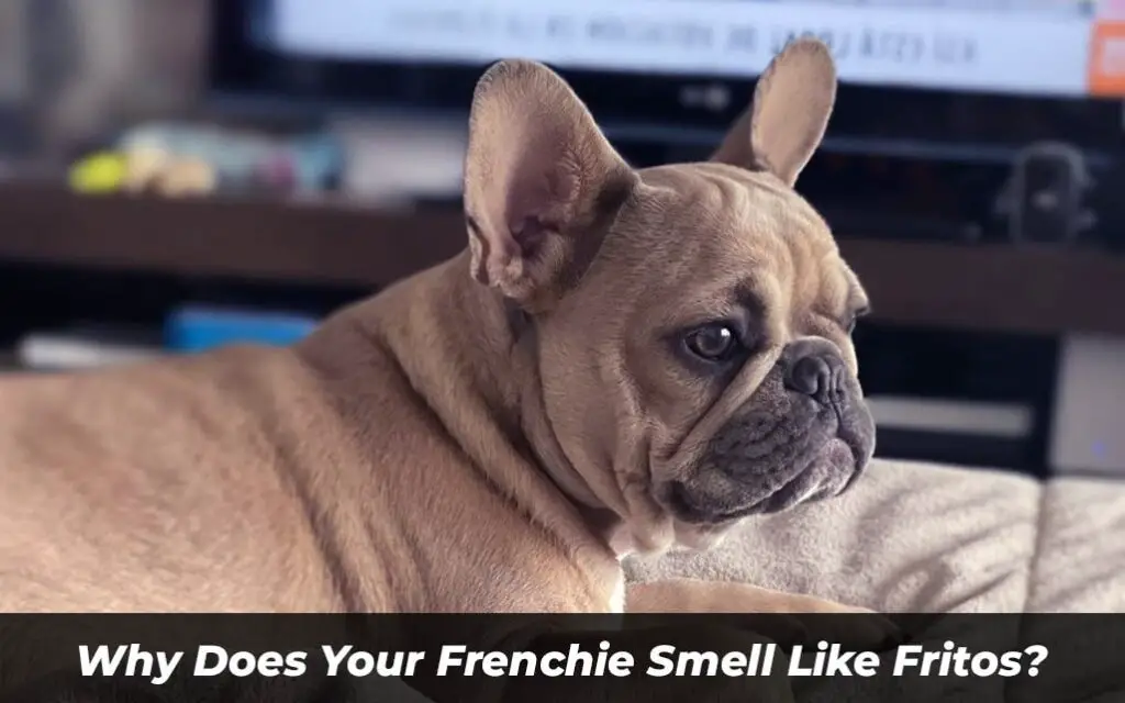 Why Does Your Frenchie Smell Like Fritos