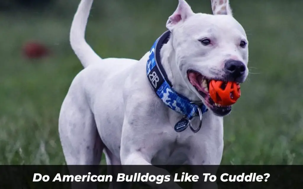 Do American Bulldogs Like To Cuddle