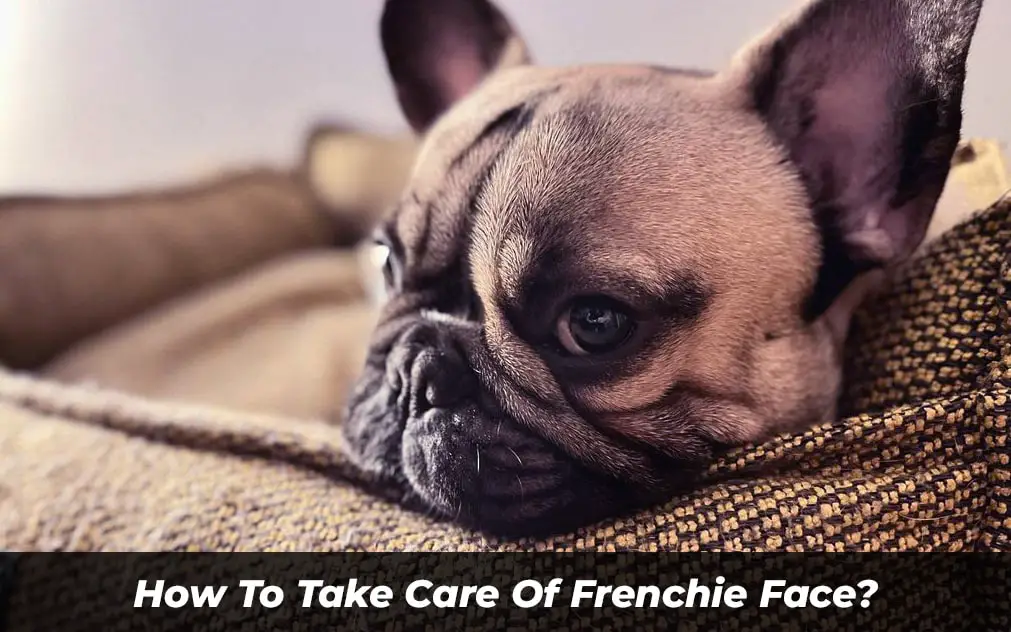 How To Take Care Of Frenchie Face