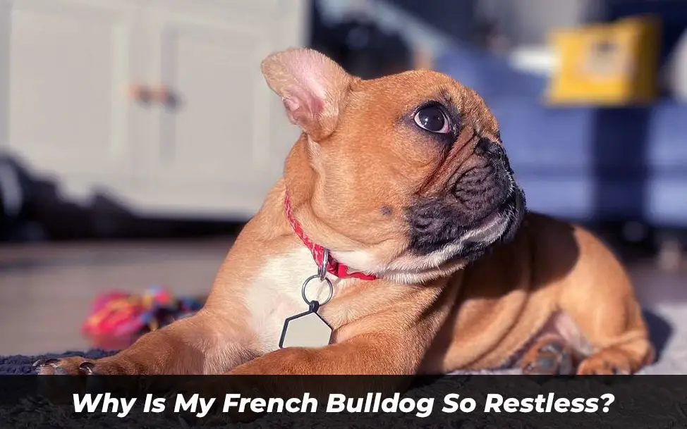 Why Is My French Bulldog So Restless