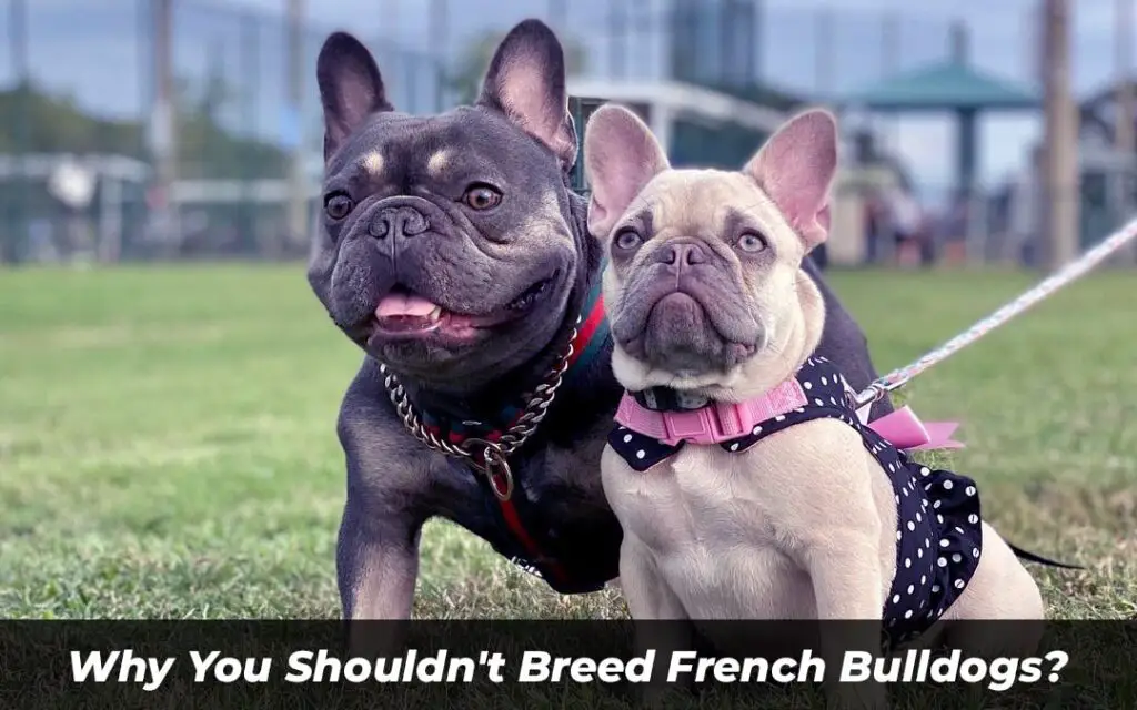 Why You Shouldn't Breed French Bulldogs