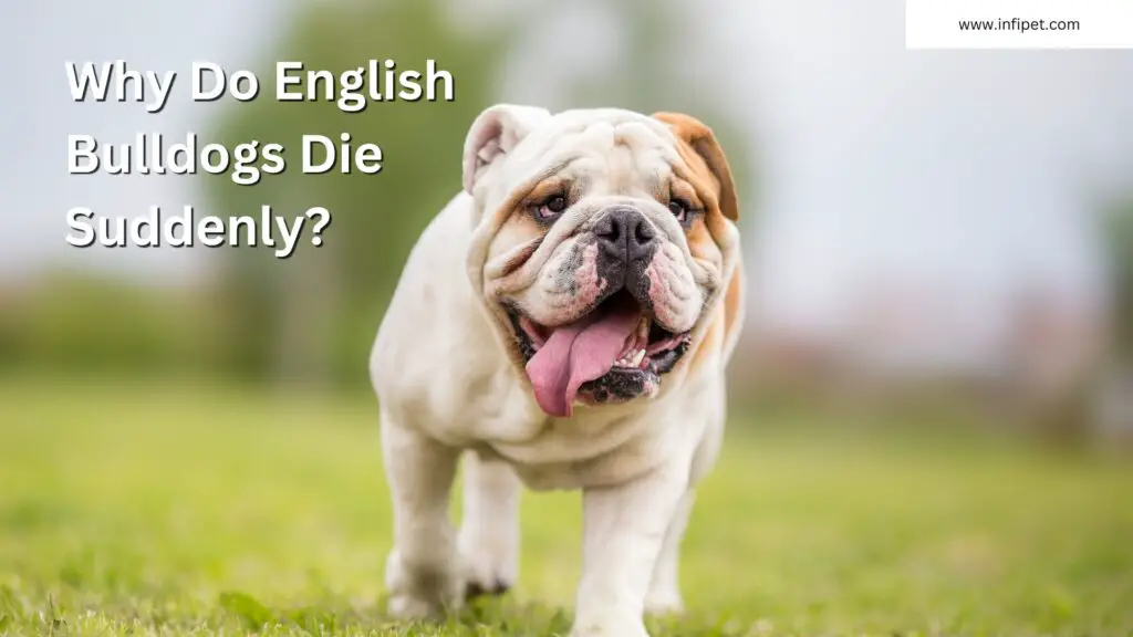 Why Do English Bulldogs Die Suddenly? Things To Know!