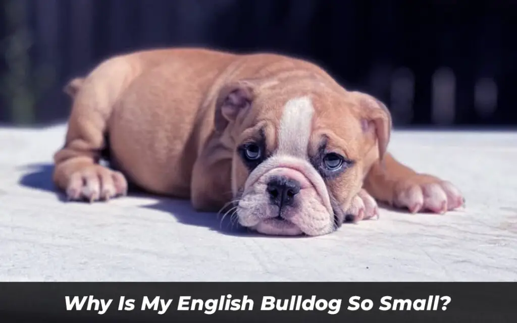 Why Is My English Bulldog So Small
