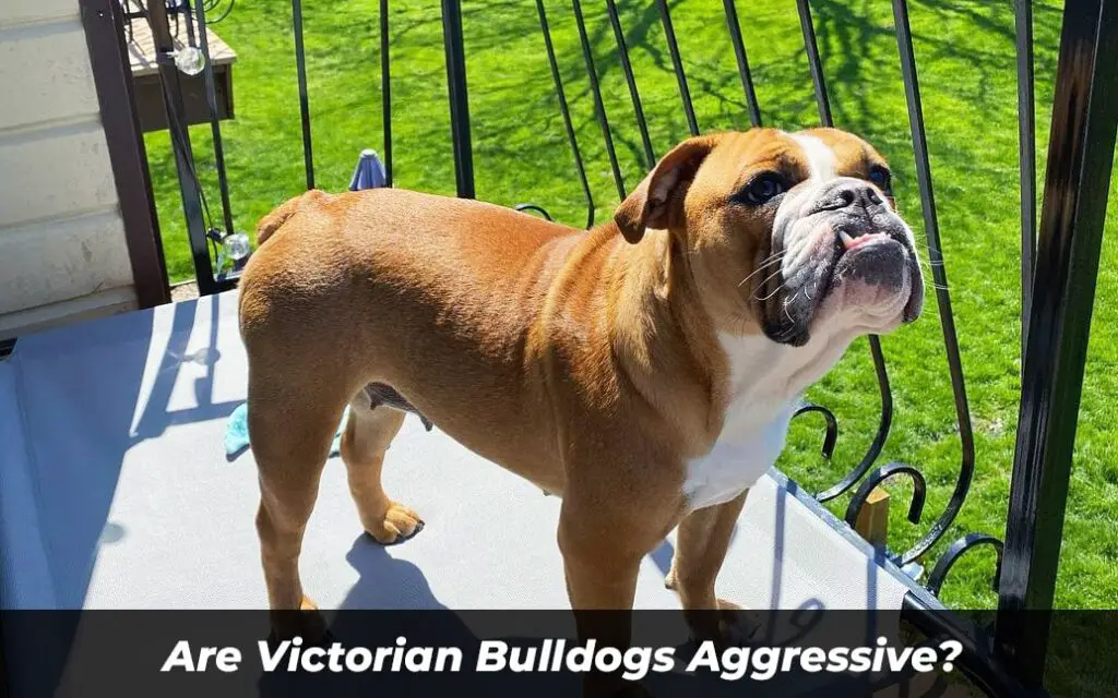 Are Victorian Bulldogs Aggressive
