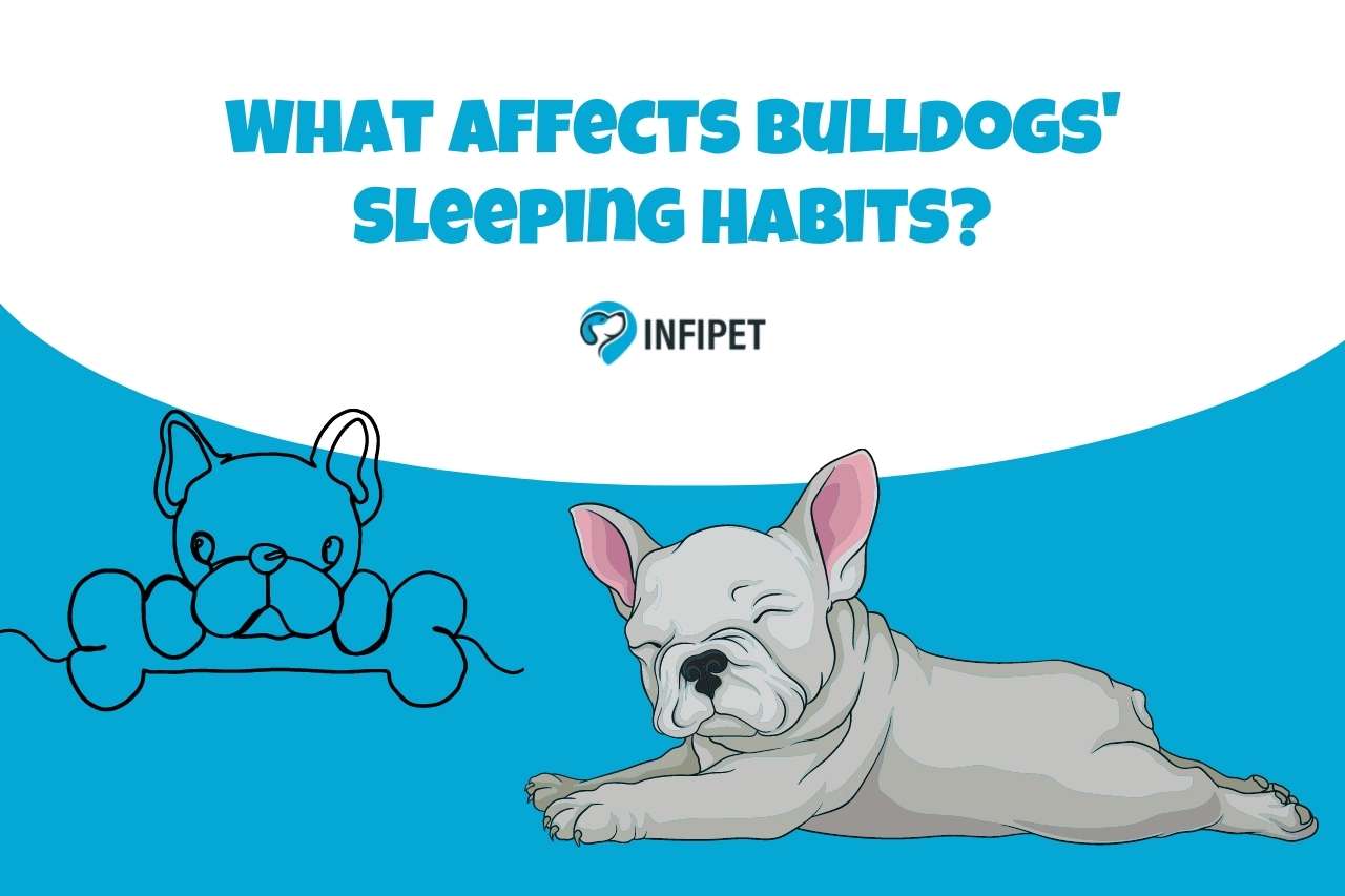 What Affects Bulldogs' Sleeping Habits?