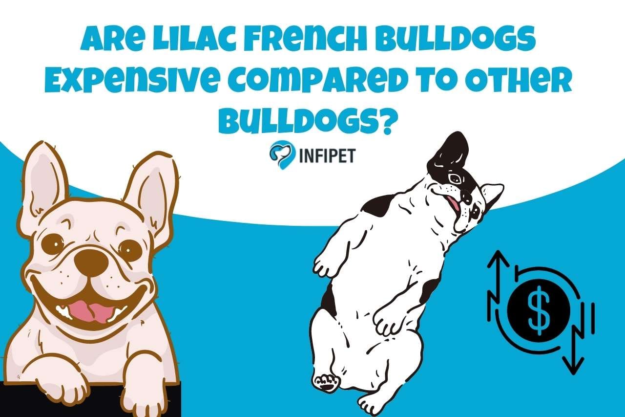 Are Lilac French Bulldogs Expensive Compared To Other Bulldogs?