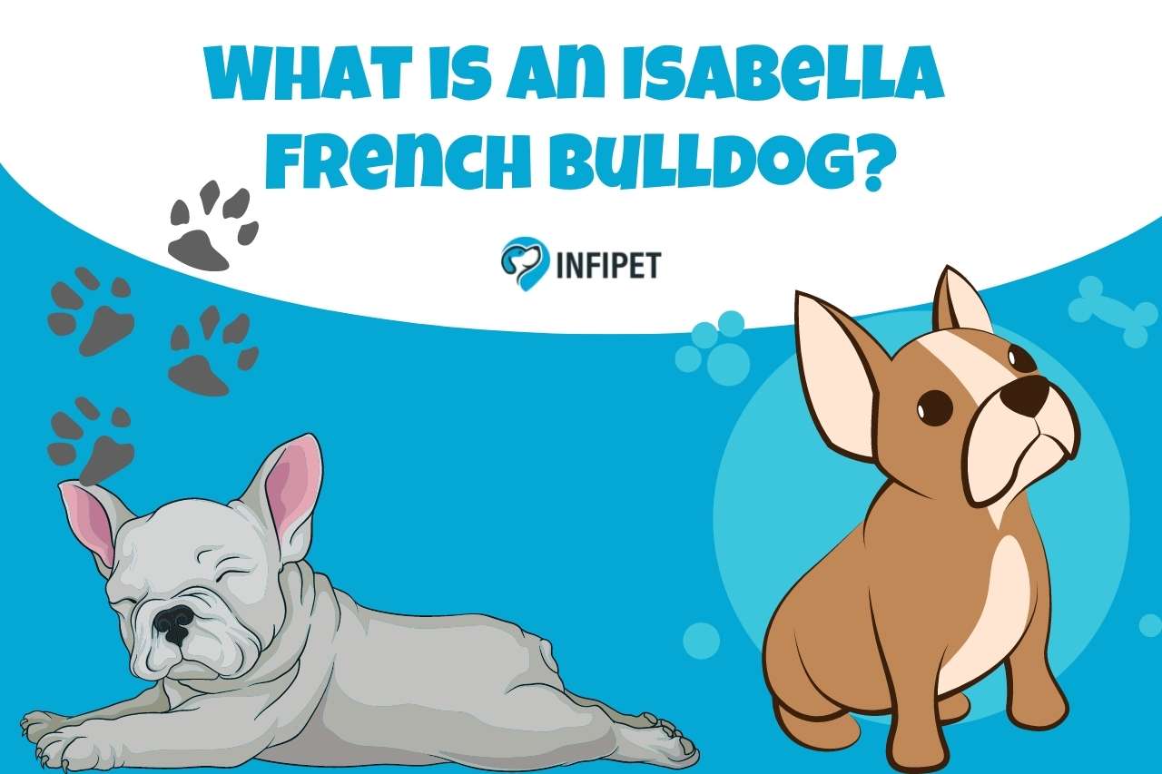 Meet the Isabella French Bulldog: A Distinctive and Desirable Companion