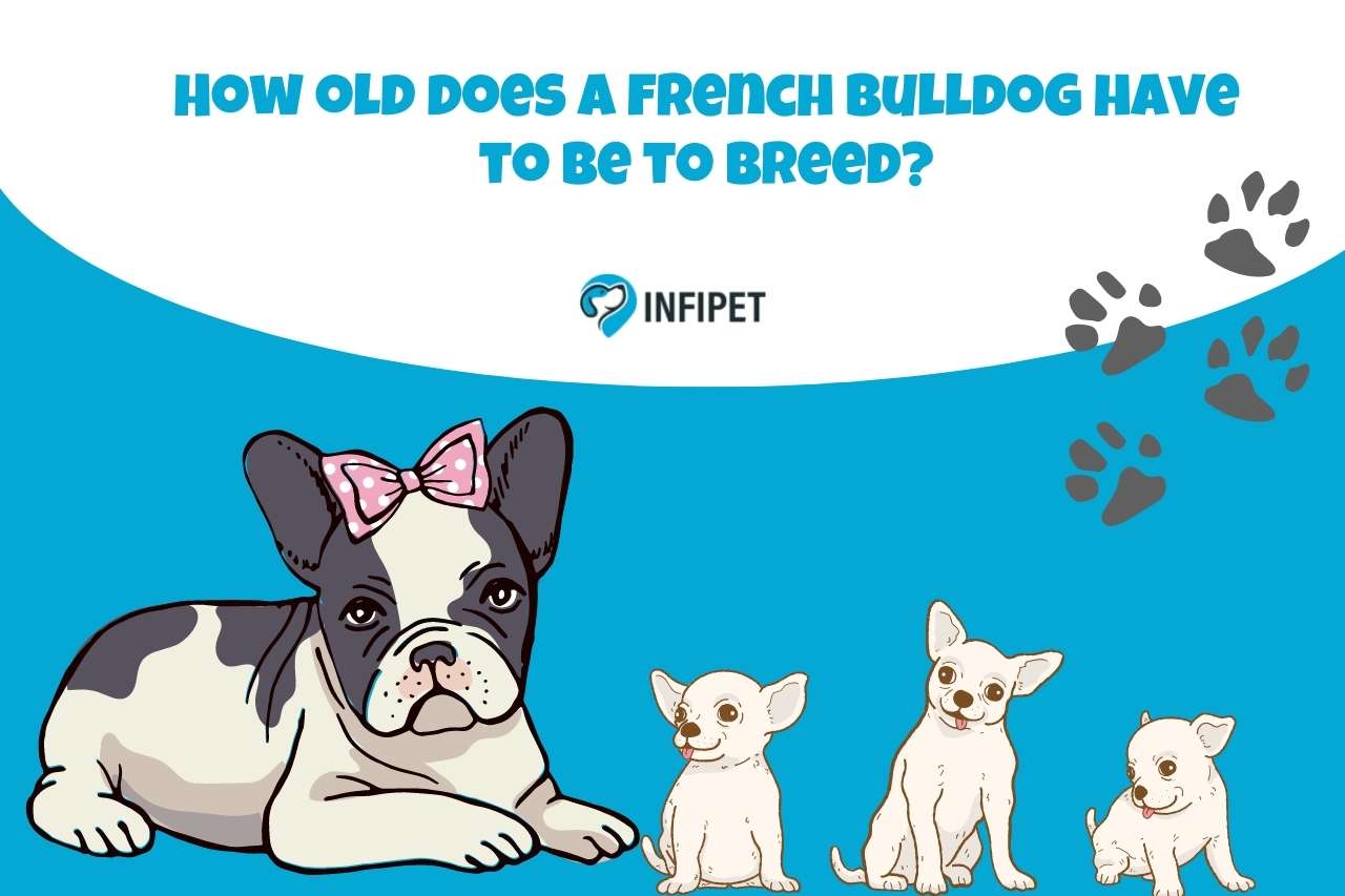 Breeding French Bulldogs: The Right Age for Reproduction