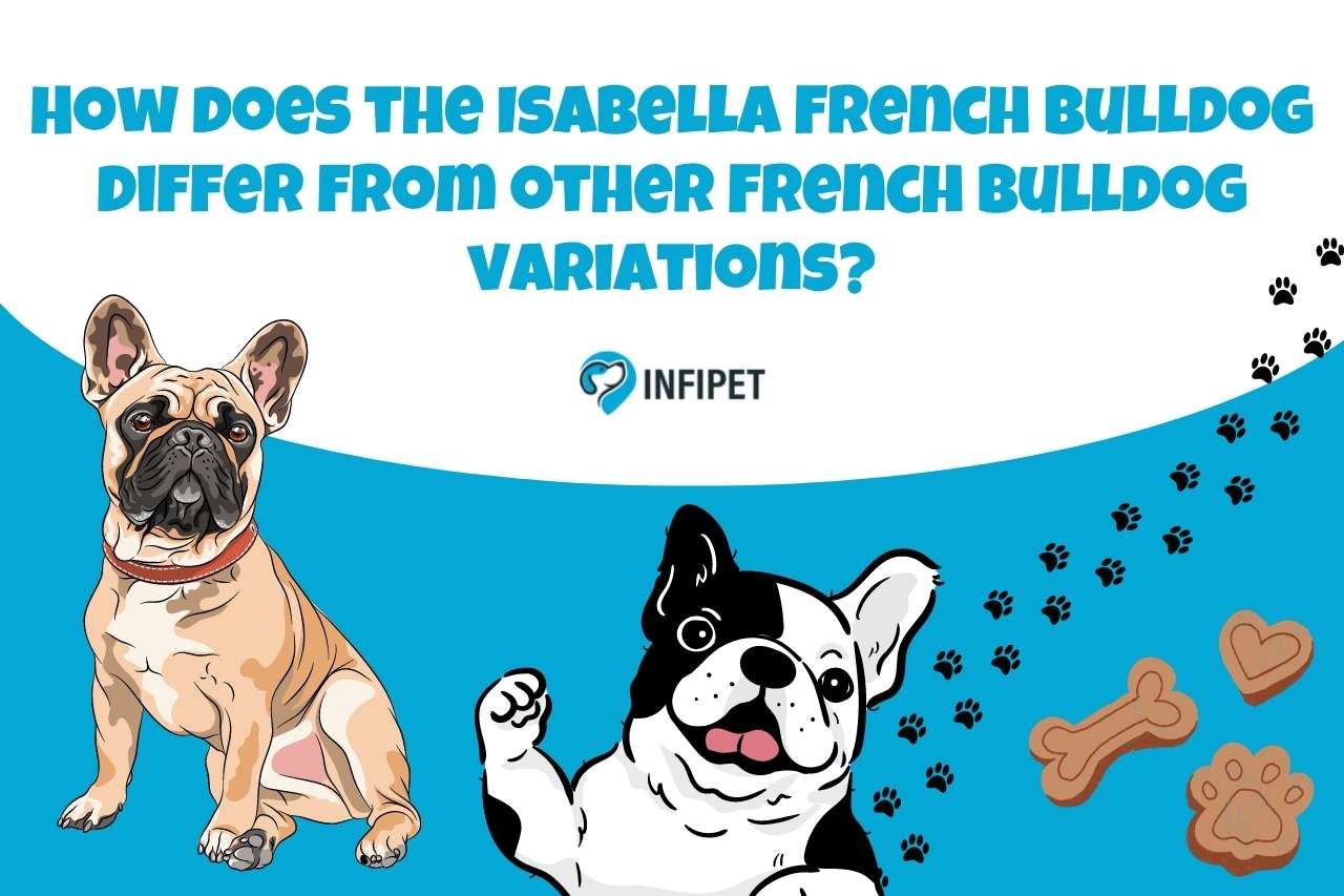How Does the Isabella French Bulldog Differ from Other French Bulldog Variations?