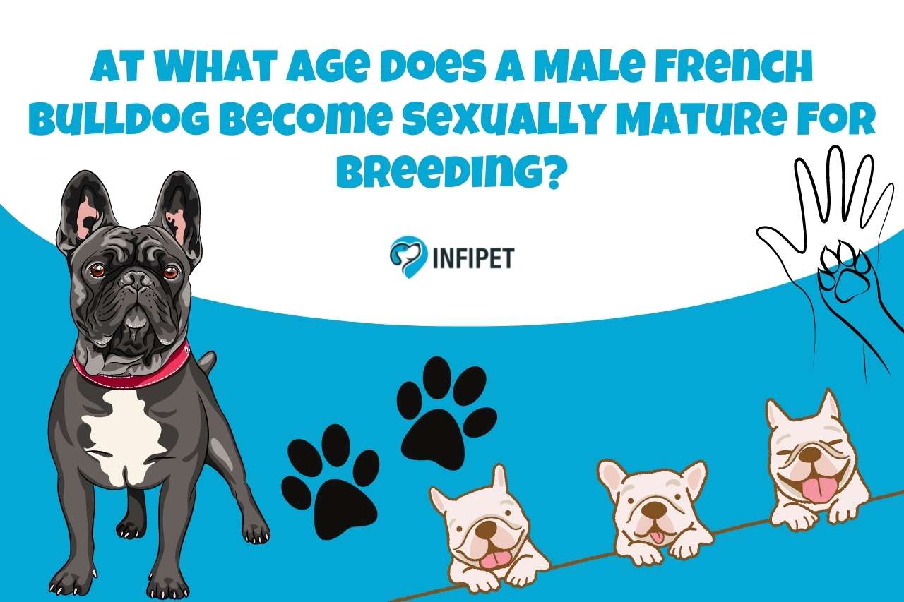 At What Age Does A Male French Bulldog Become Sexually Mature For Breeding?