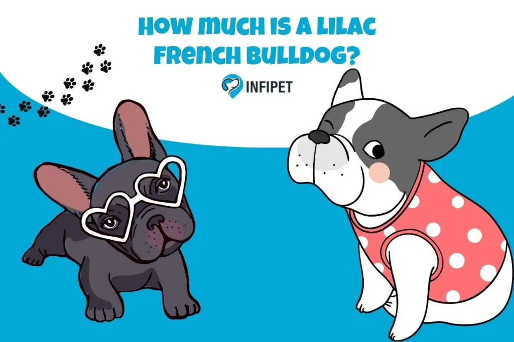 How much is a lilac French bulldog