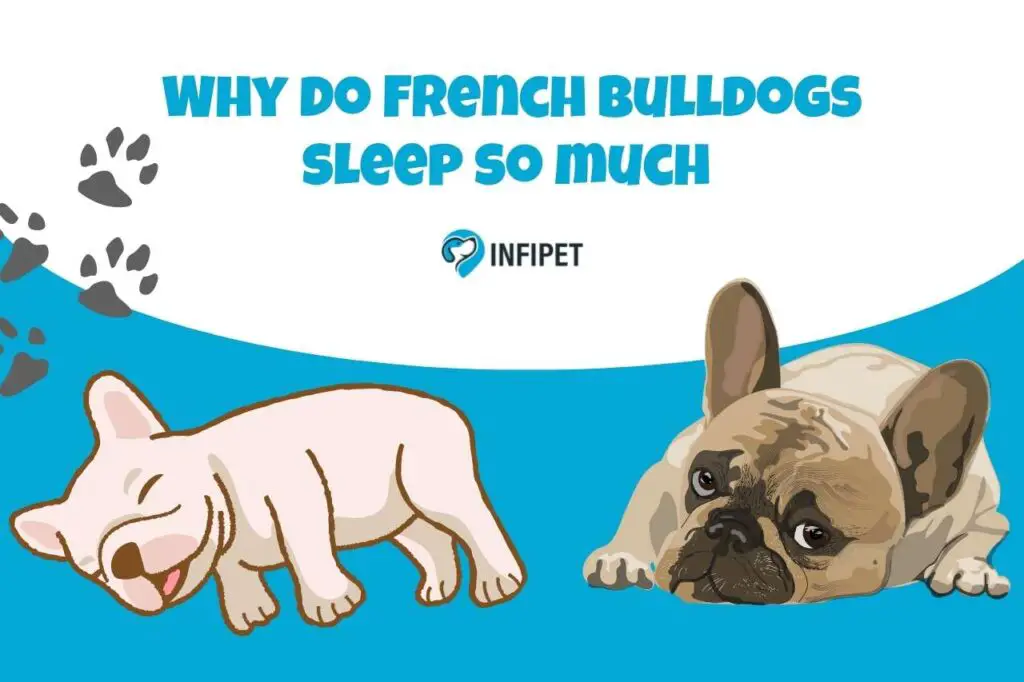 Why do French bulldogs sleep so much