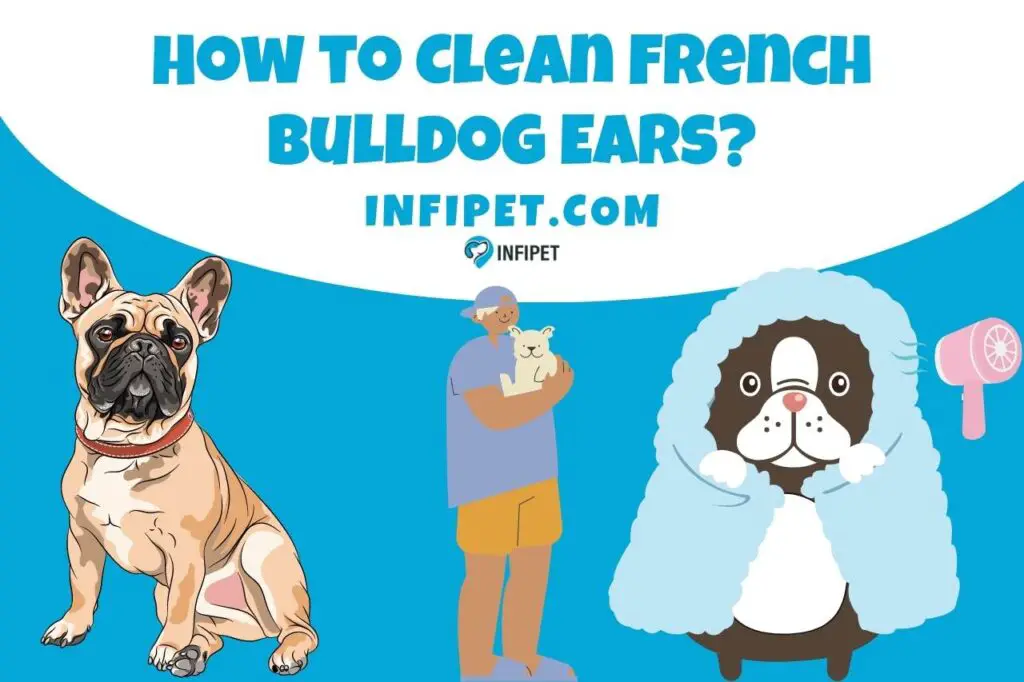 how to clean french bulldog ears