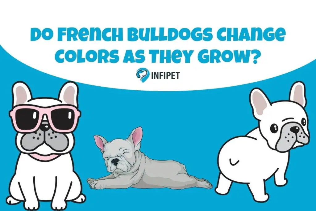 do french bulldogs change colors as they grow