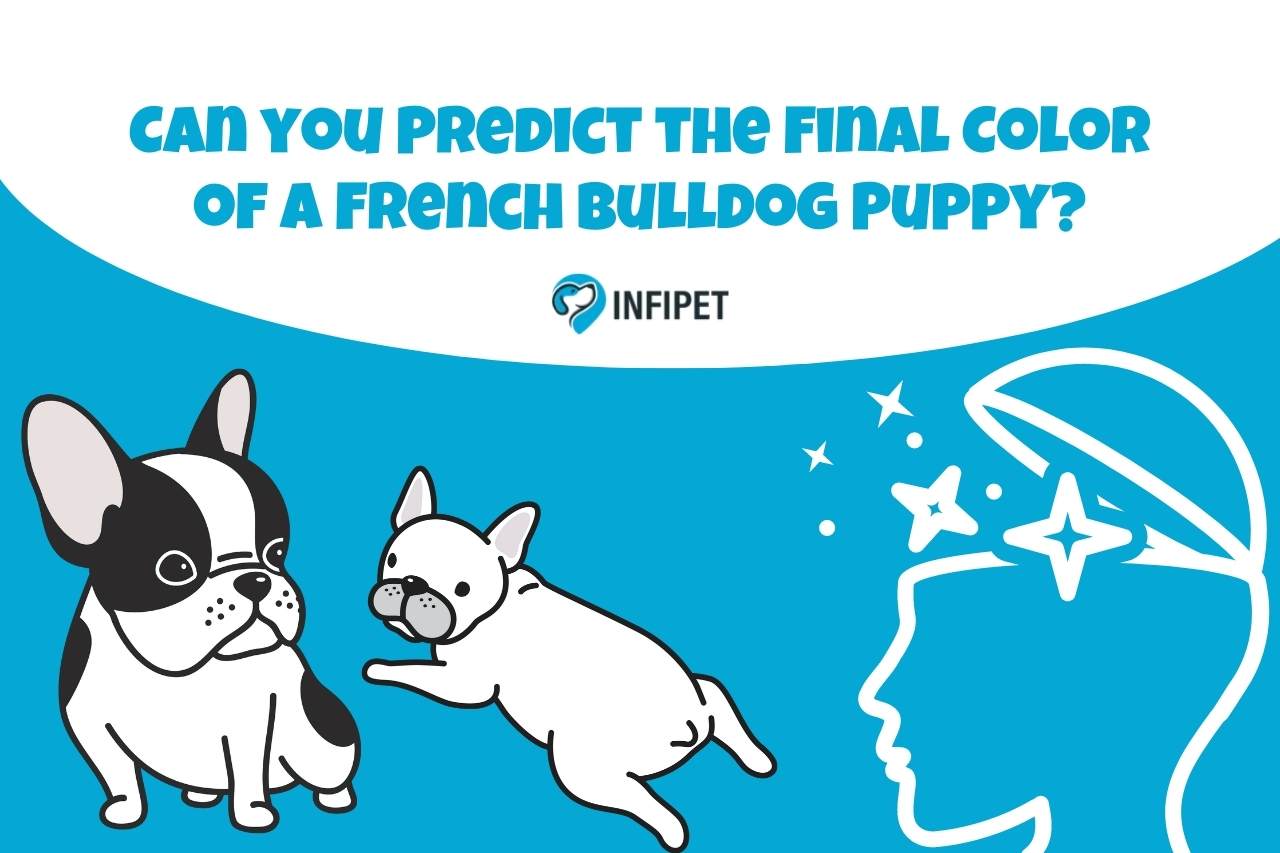 Can you Predict the Final Color of a French Bulldog Puppy