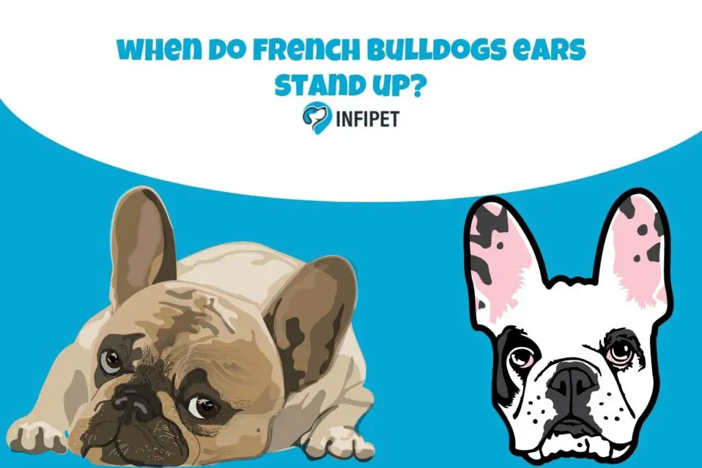 when do french bulldogs ears stand up