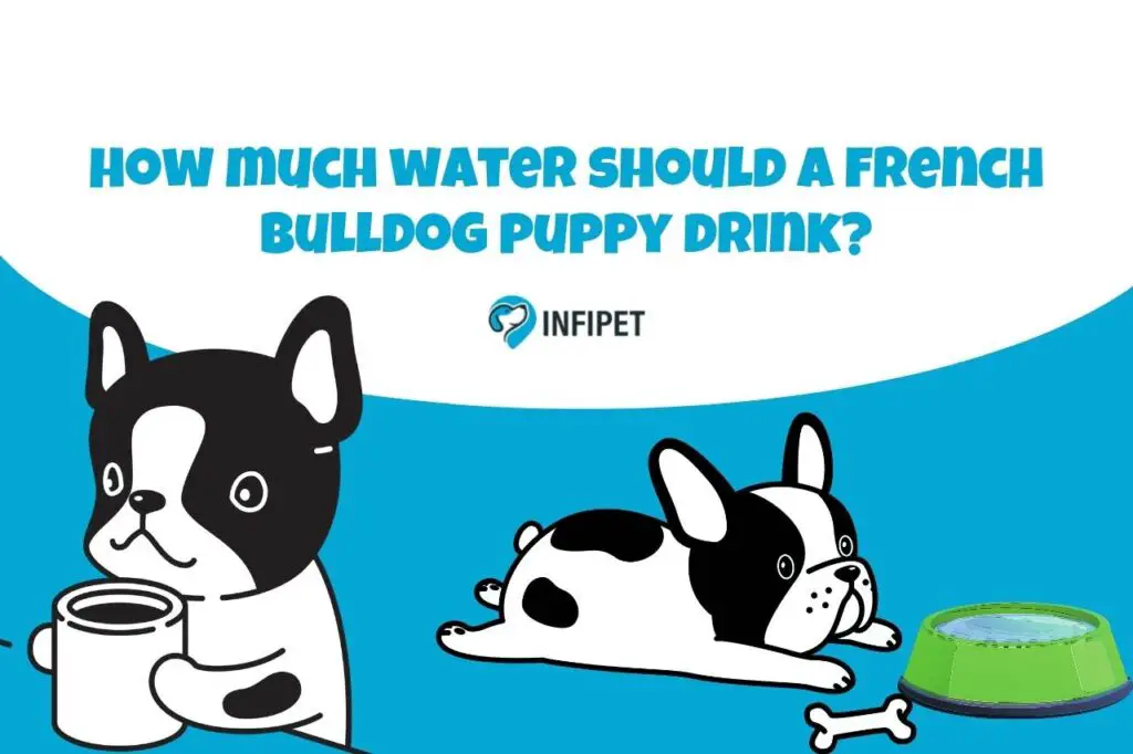 how much water should a french bulldog puppy drink