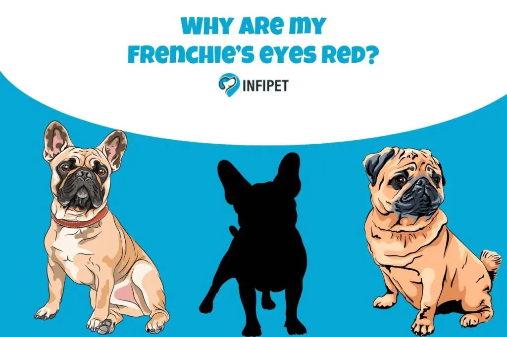 Why are my Frenchie’s eyes red