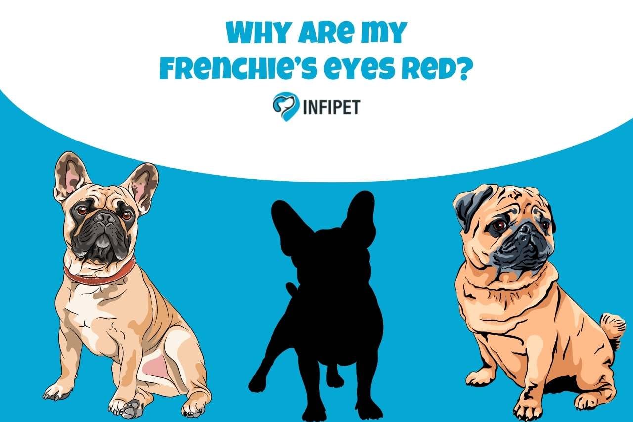 Why are My Frenchie’s Eyes Red? (Causes, Symptoms, Remedies & More)