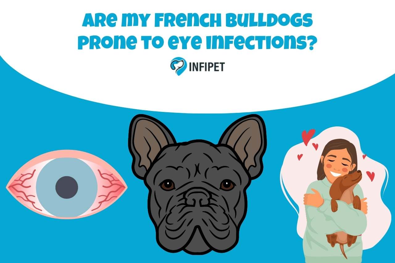 Are my French bulldogs prone to eye infections