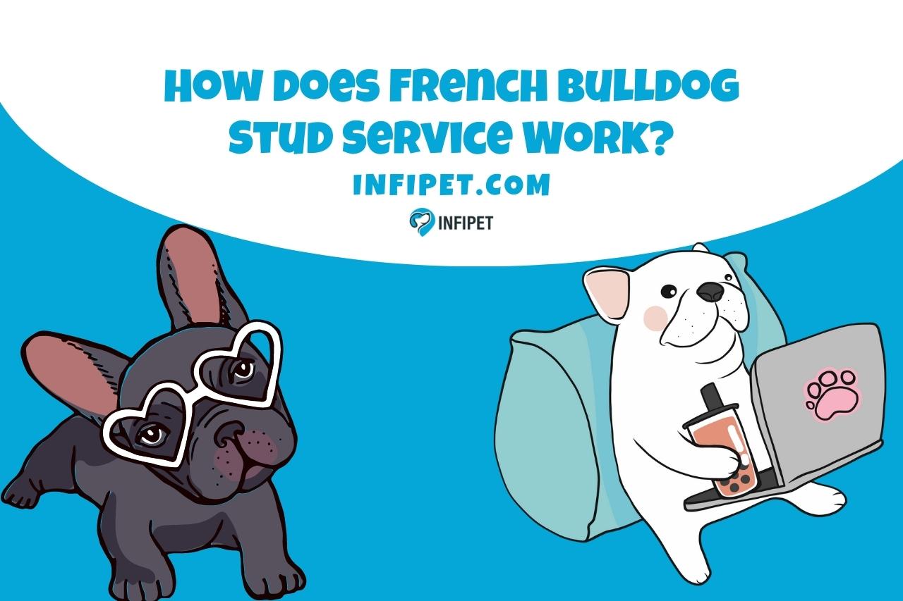 How does French Bulldog Stud Service Work