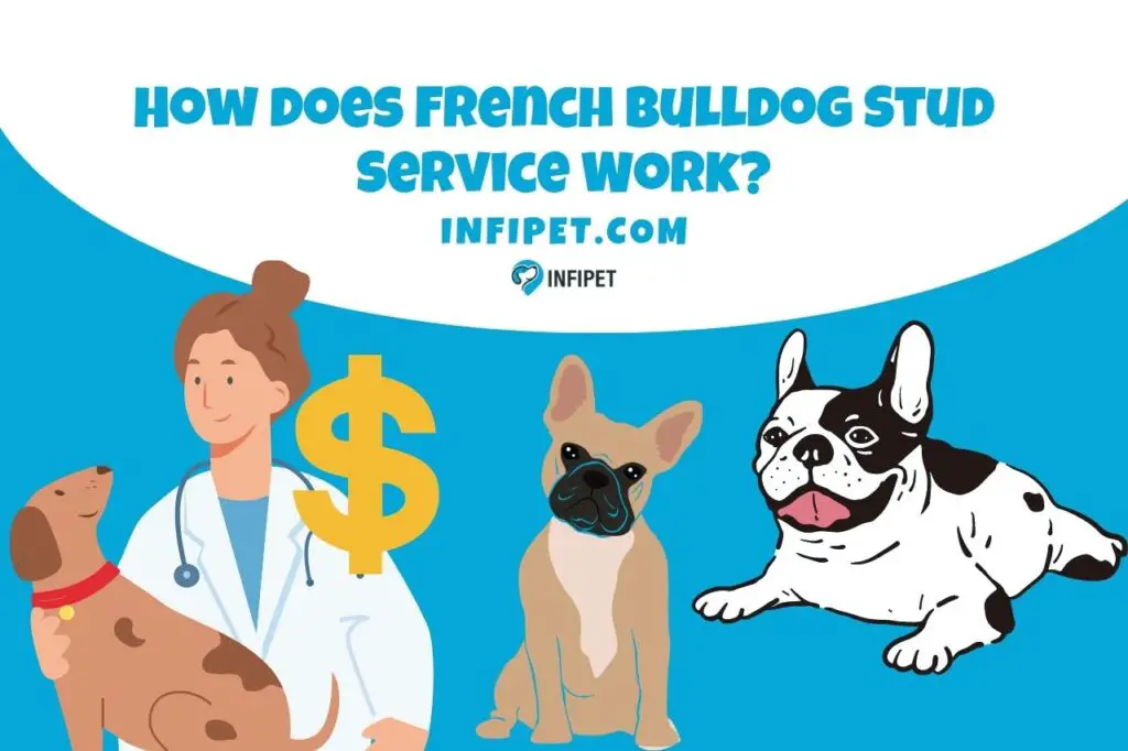 how does french bulldog stud service work