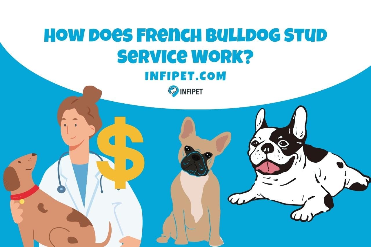 how-much-should-i-charge-to-stud-my-french-bulldog-finding-the-sweet-spot