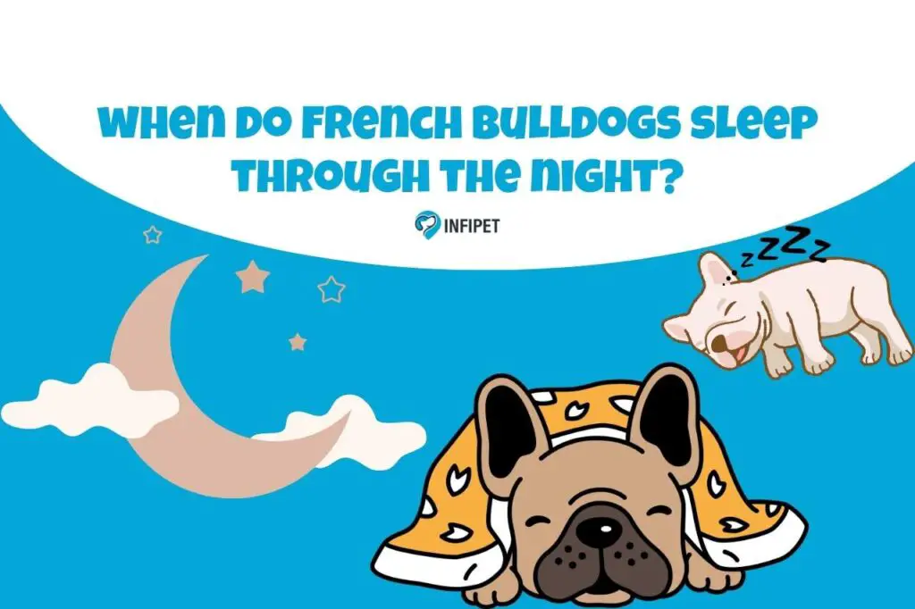when do french bulldogs sleep through the night