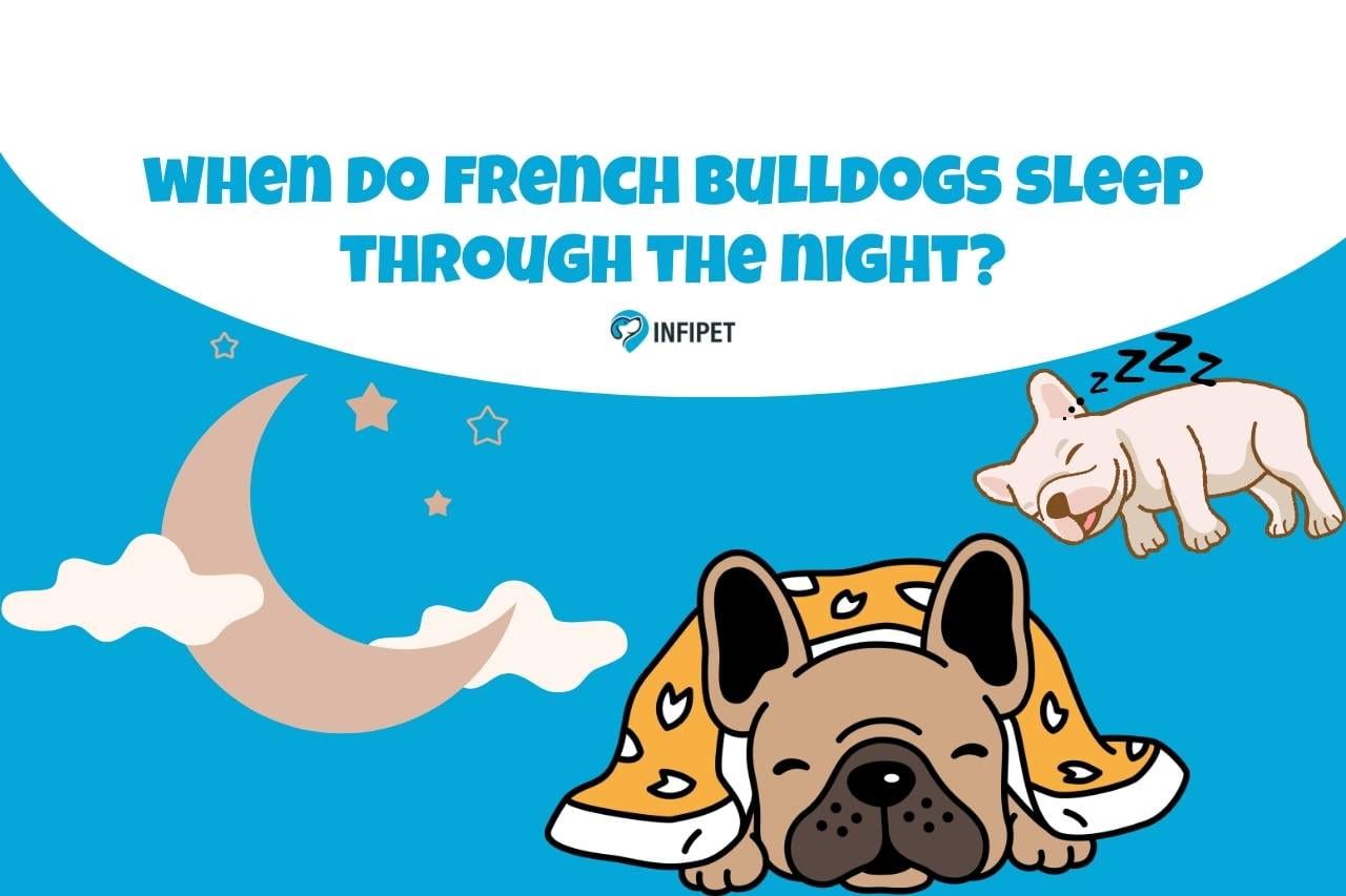 when-do-french-bulldogs-sleep-through-the-night-from-puppyhood-to