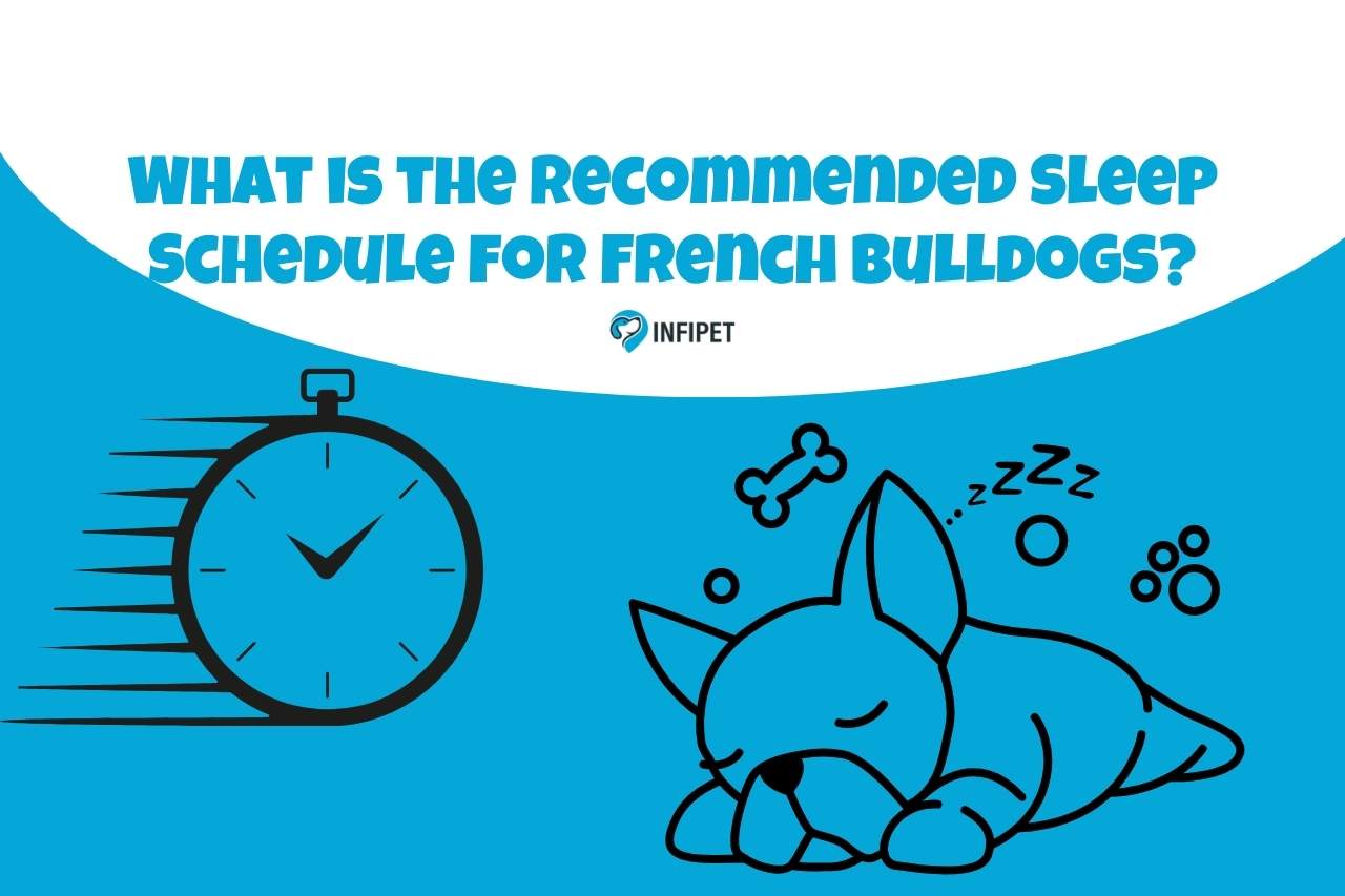 What is the Recommended Sleep Schedule for French Bulldogs