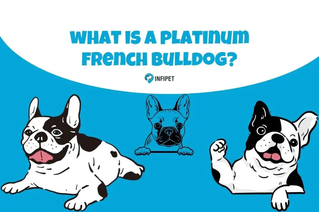 what is a platinum french bulldog