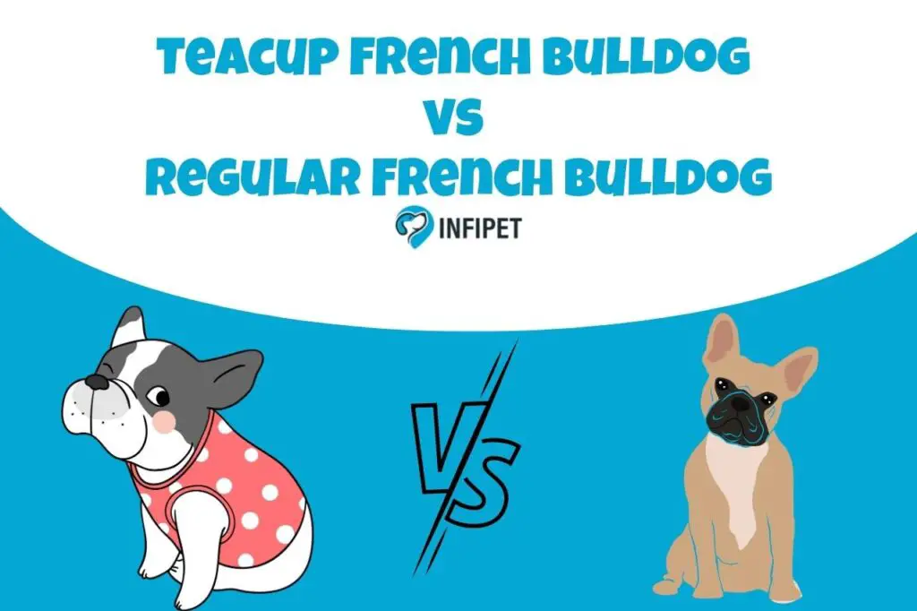 teacup french bulldog vs regular french bulldog