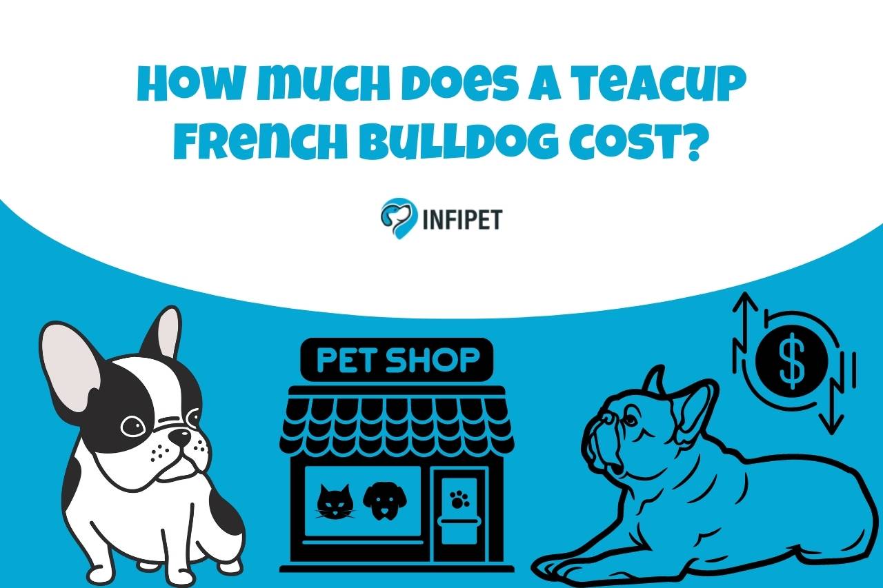 How Much does a Teacup French Bulldog Cost