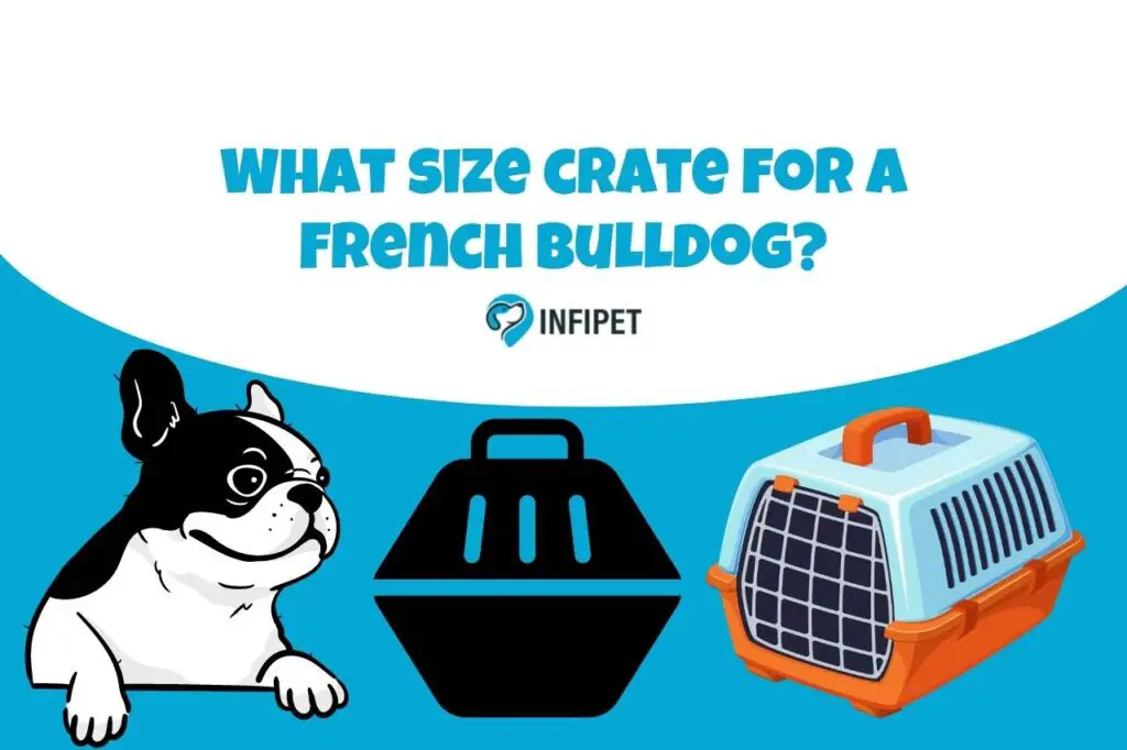 What size crate for a French bulldog