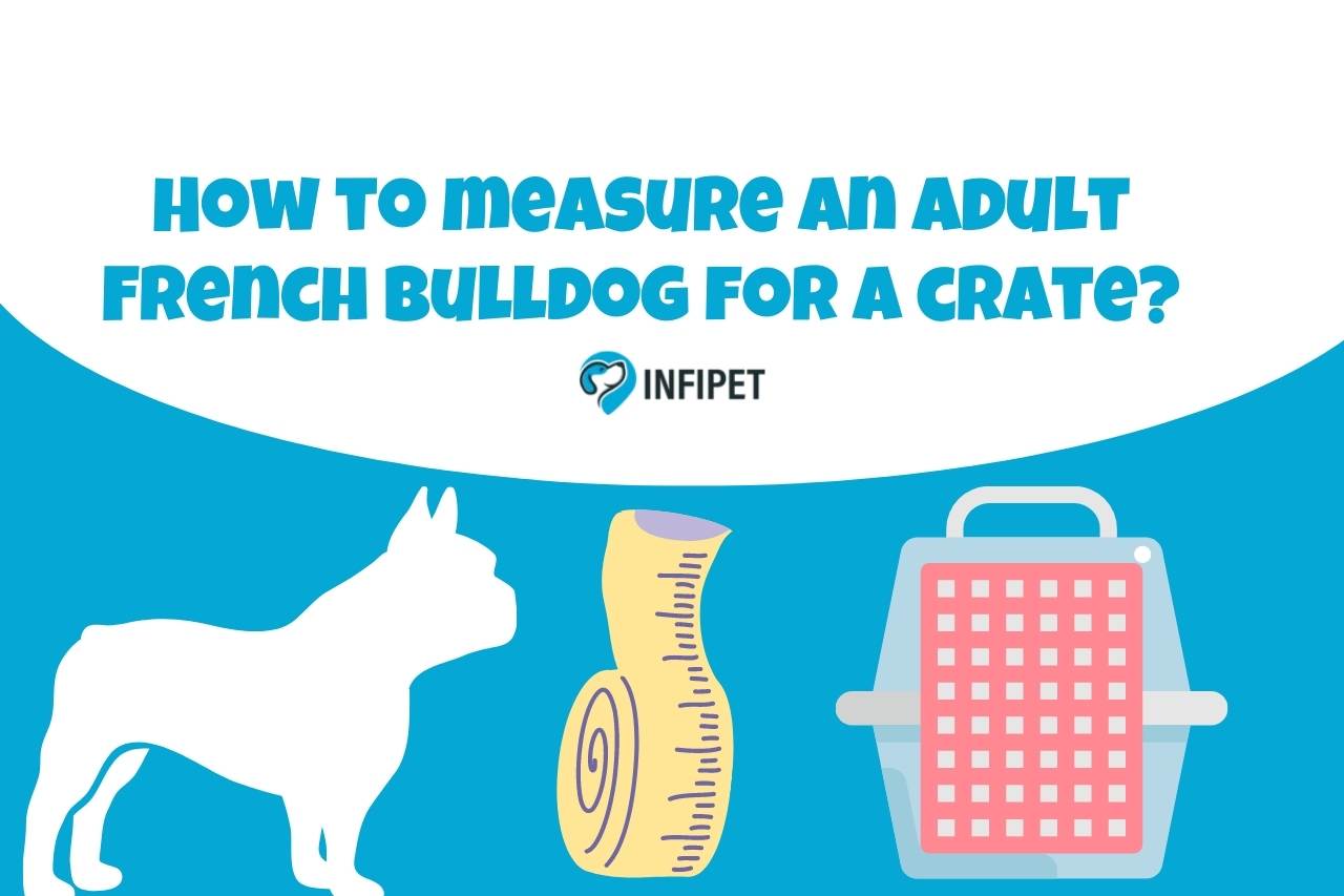 How to measure an adult French bulldog for a crate