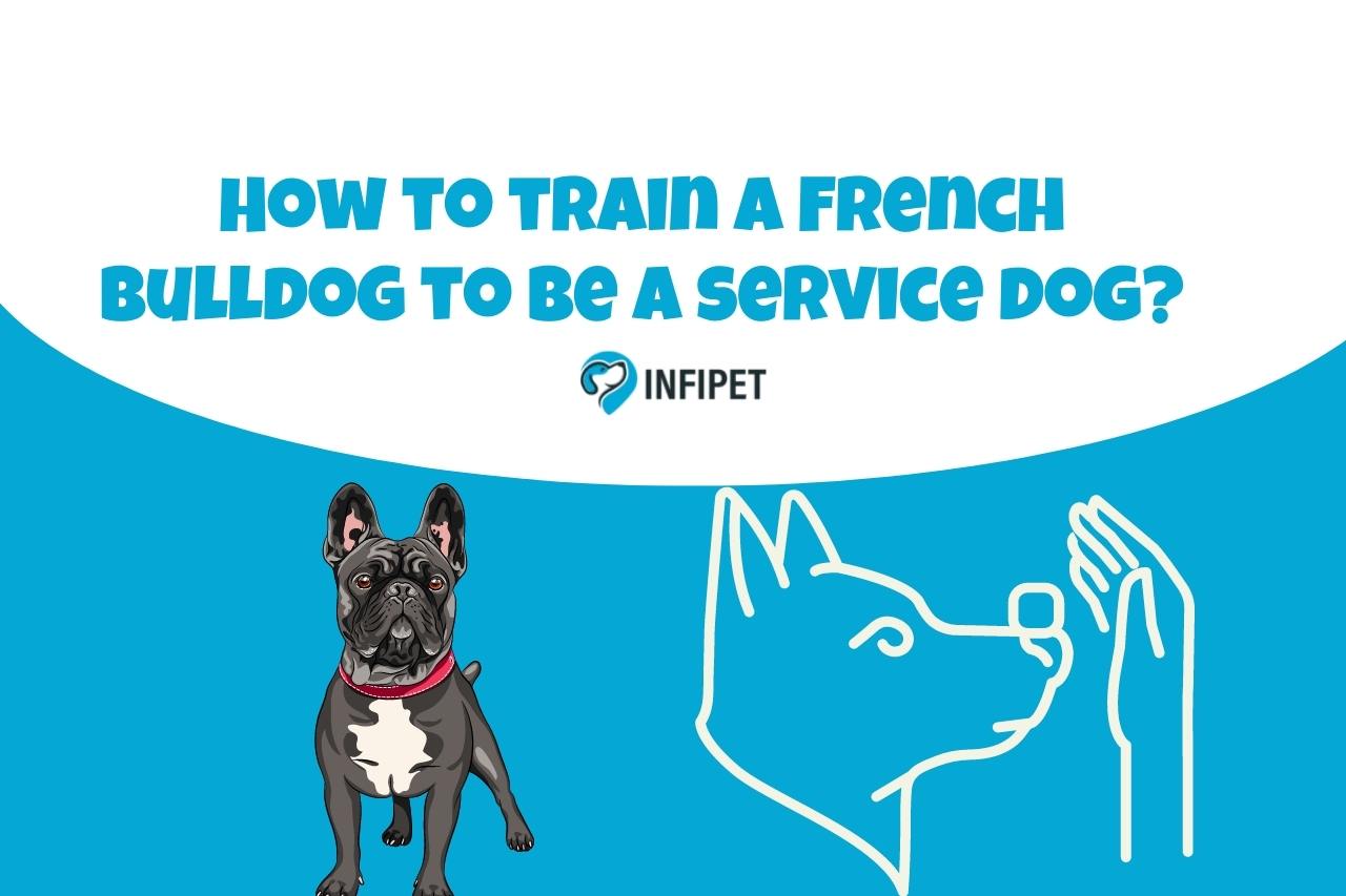 How to train a French bulldog to be a service dog