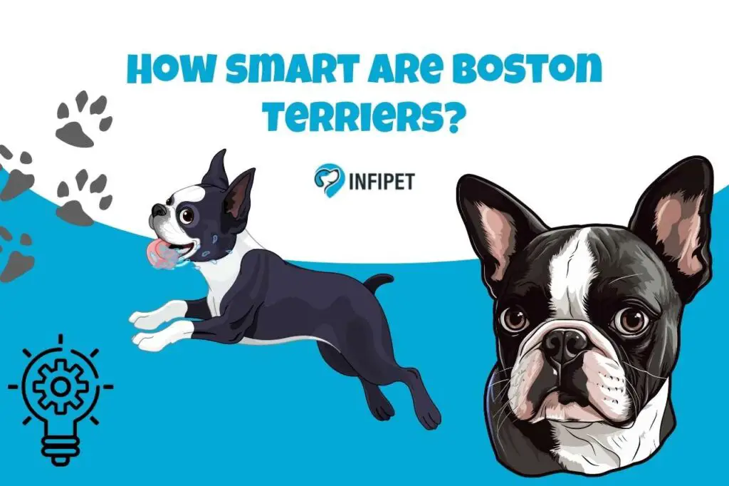 How smart are Boston Terriers