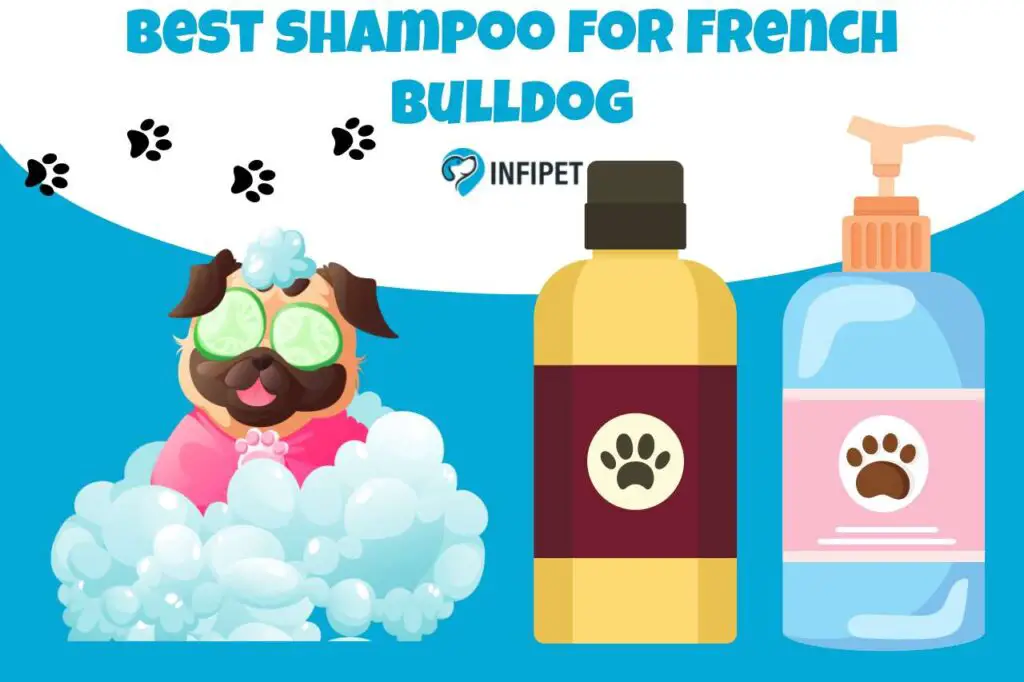 Best shampoo for French Bulldogs