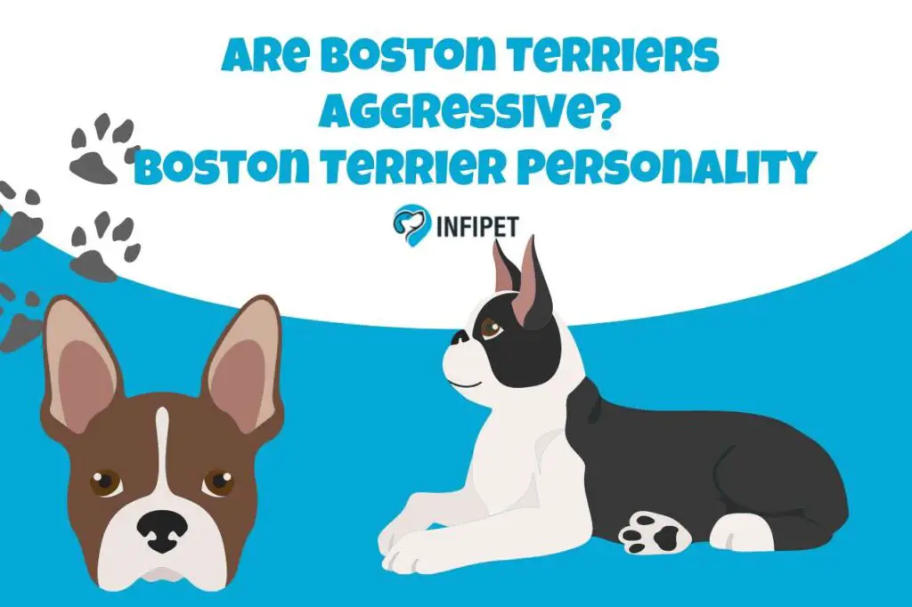 Are Boston Terriers aggressive