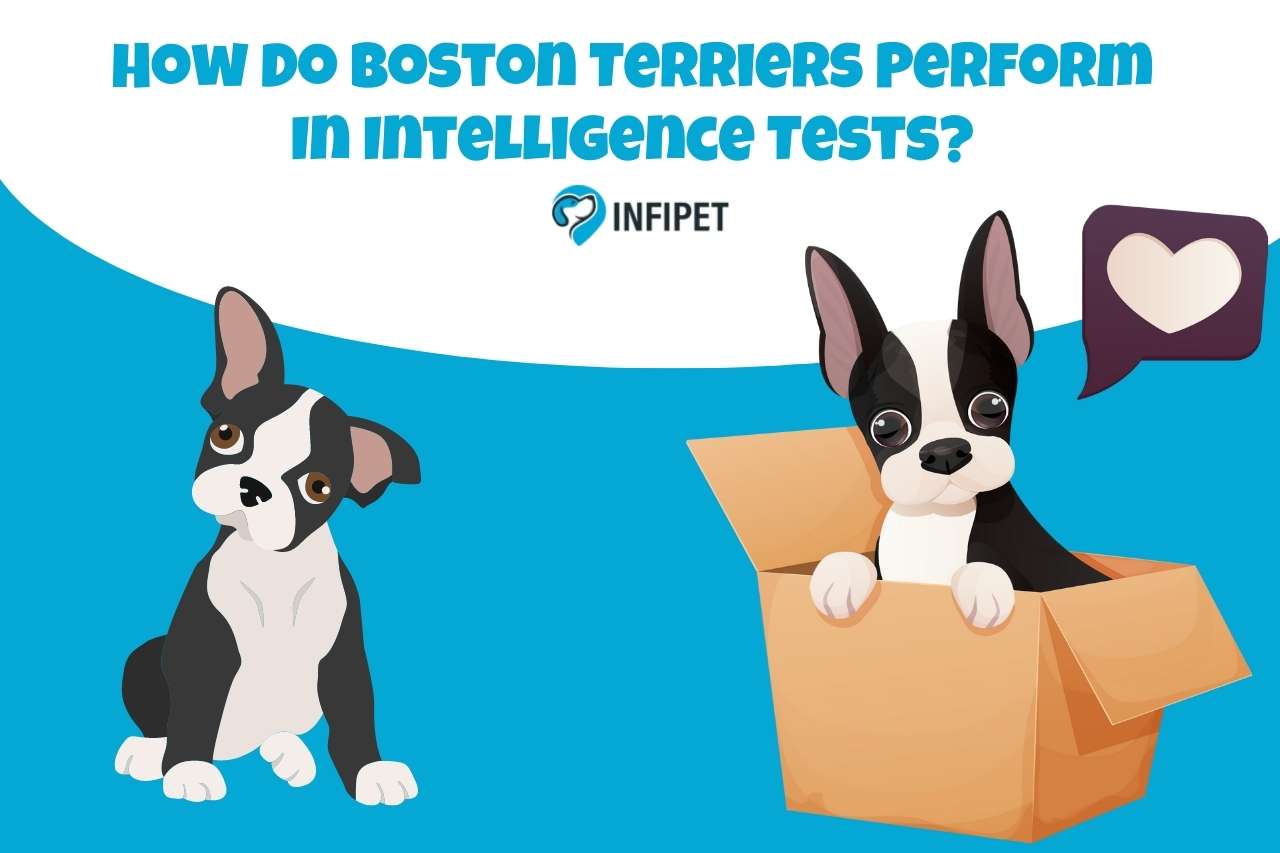 How Do Boston Terriers Perform In Intelligence Tests?