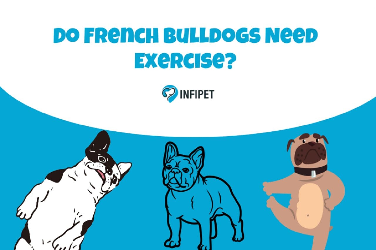 Do French Bulldogs Need Exercise