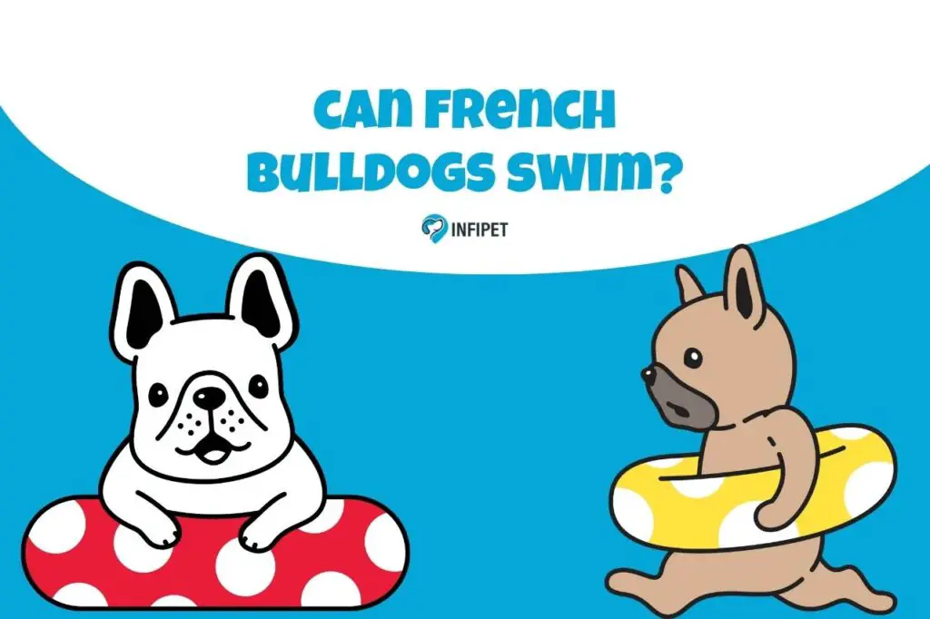 can french bulldogs swim