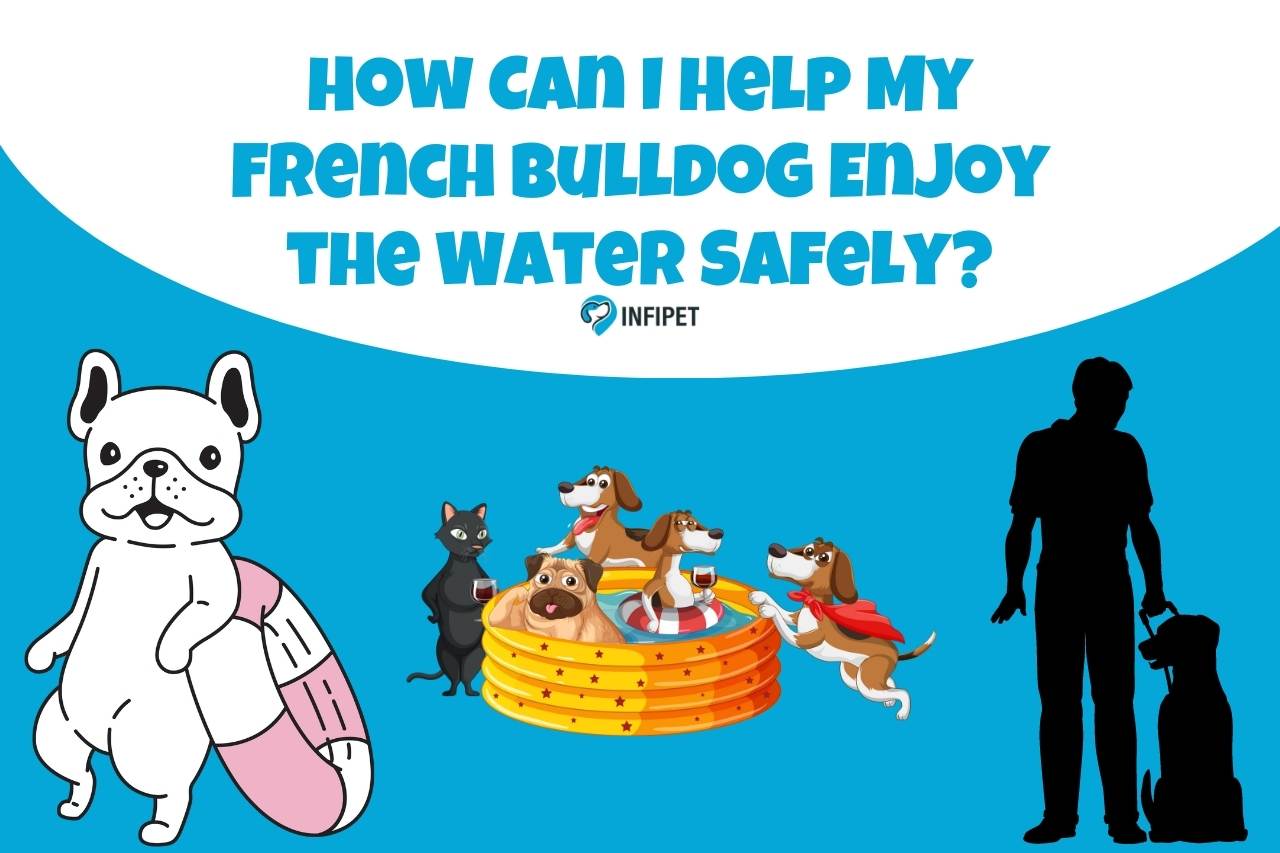 How Can I Help My French Bulldog Enjoy the Water Safely