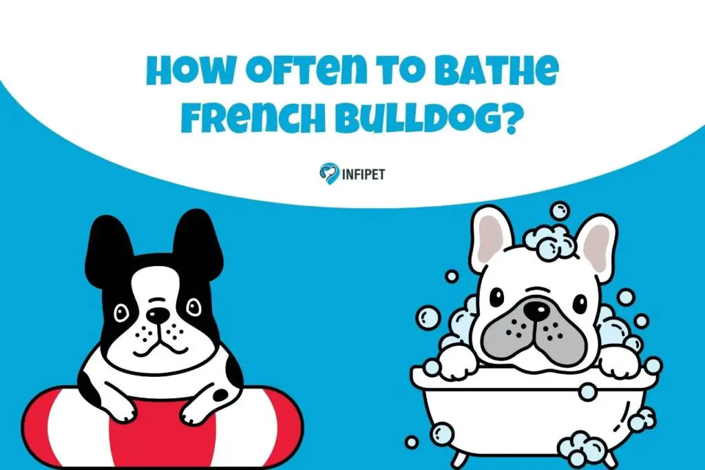 how often to bathe French bulldog