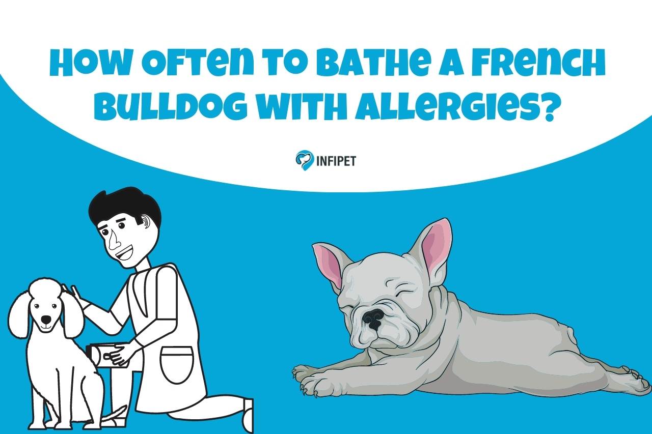 How Often to Bathe a French Bulldog with Allergies
