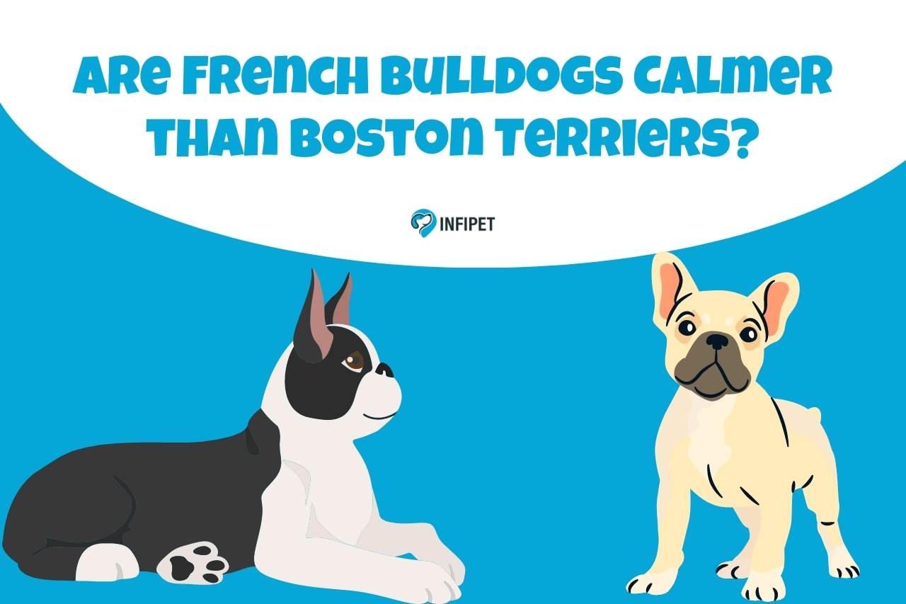 Are French Bulldogs Calmer than Boston Terriers