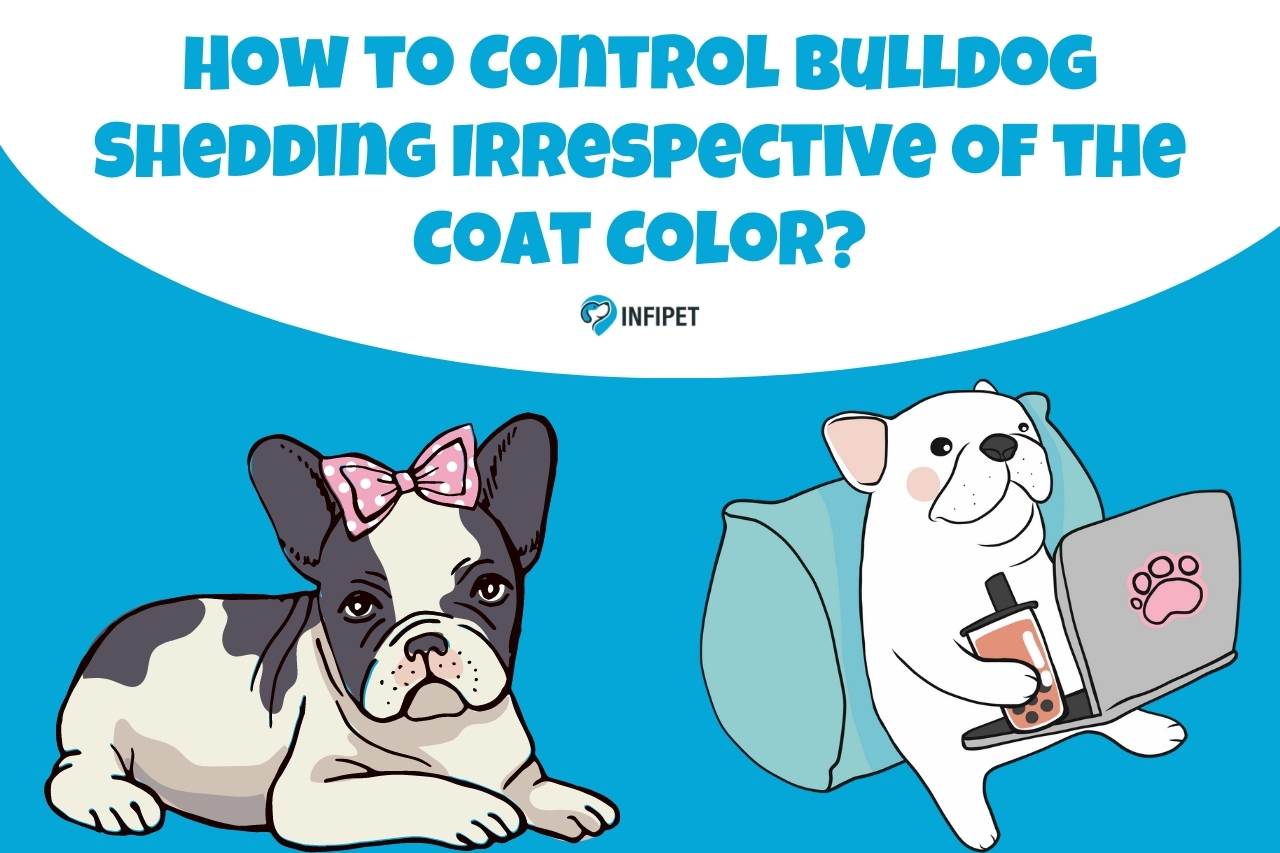 How to Control Bulldog Shedding Irrespective of the Coat Color